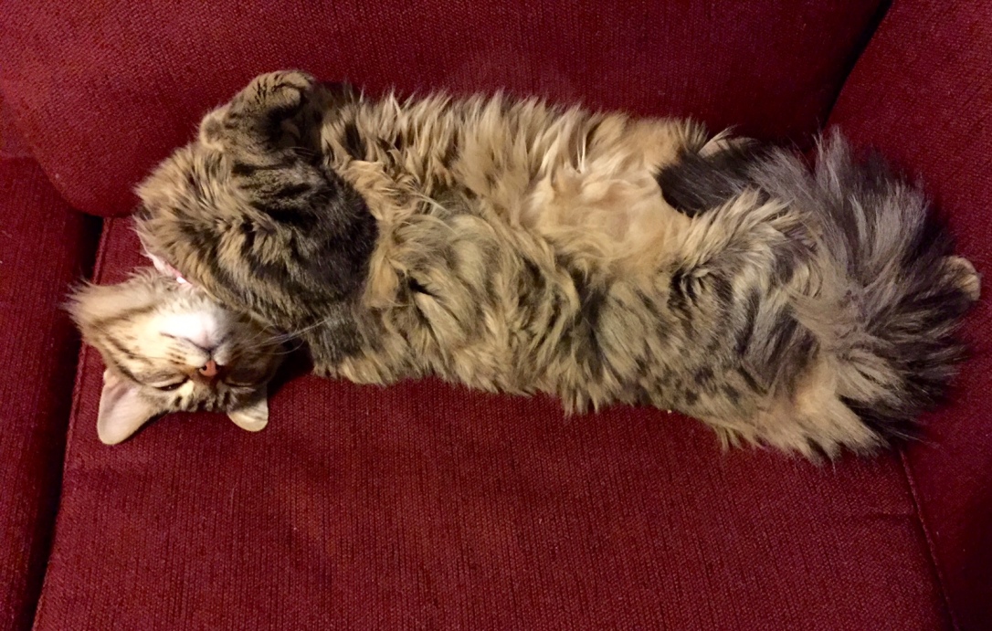 Maine Coon mix cat, sleeping cat