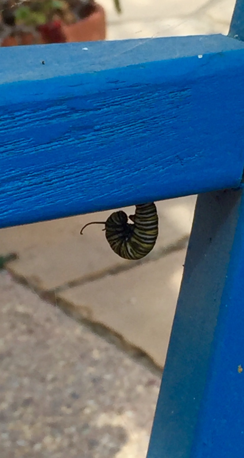 monarch caterpillar on patio chair